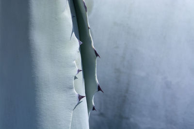 Close-up of white flower hanging against wall