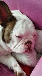 Close-up of dog sleeping on sofa