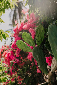 Close-up of pink flowering plant