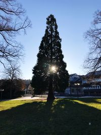 View of bare trees against clear sky