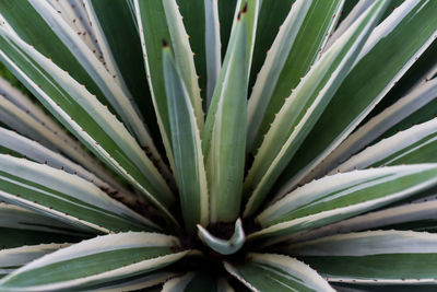 Full frame shot of succulent plant