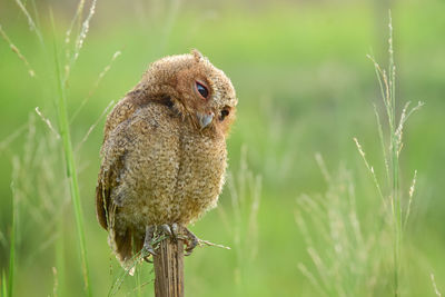 Close-up of bird perching on plant