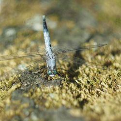 Close-up of dragonfly on rock