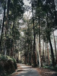 Road amidst trees in forest