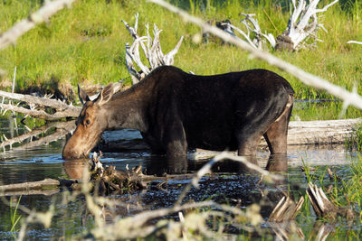 Moose drinking water in lake