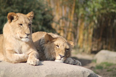 Lioness sitting on rock