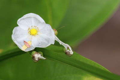 Close-up of white flowering plant