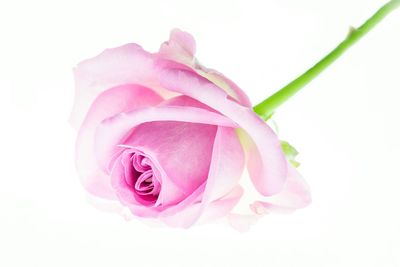 Close-up of pink rose over white background