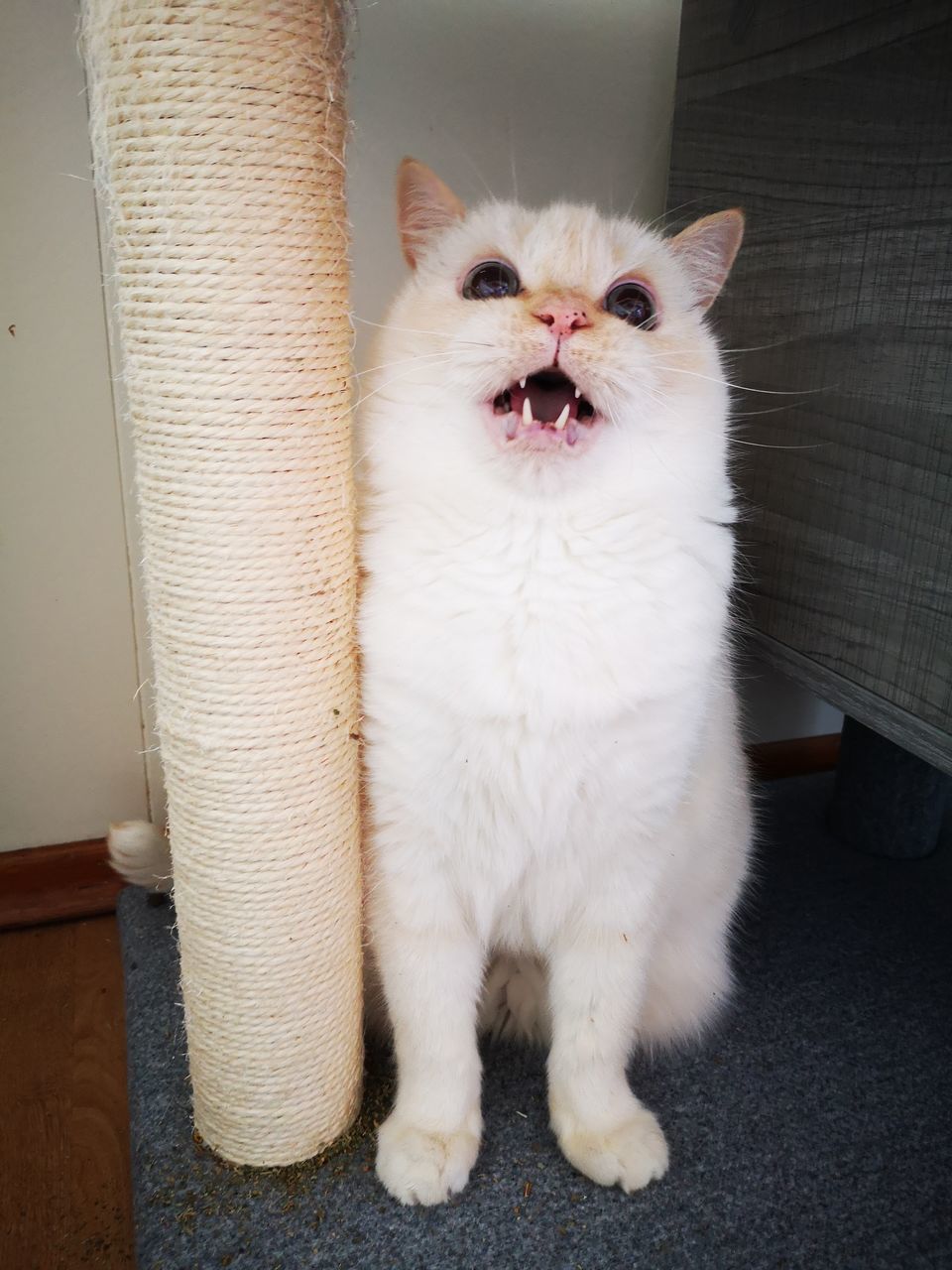 CLOSE-UP PORTRAIT OF CAT BY WHITE HOME