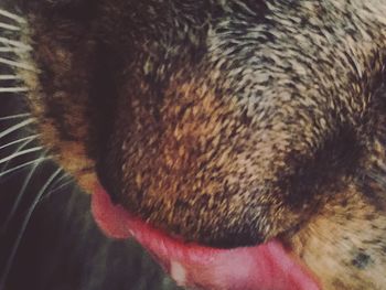 Extreme close up of dog