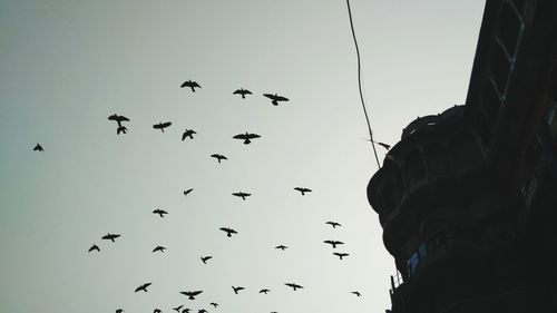 Low angle view of birds flying against clear sky