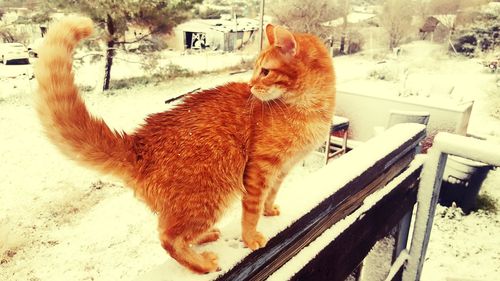 Cat looking away on snow covered bench