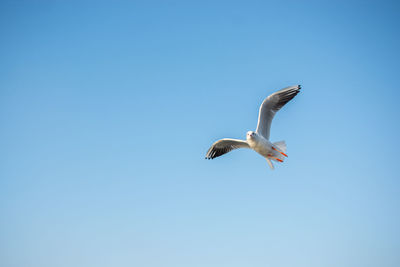 Low angle view of seagull flying in sky