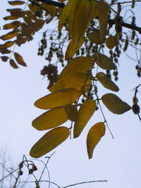 Low angle view of leaves on tree