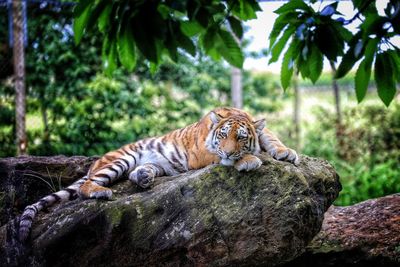 Portrait of tiger relaxing on rock