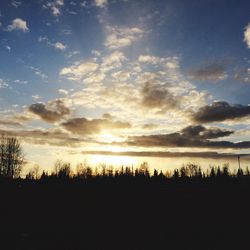 Silhouette of trees on landscape