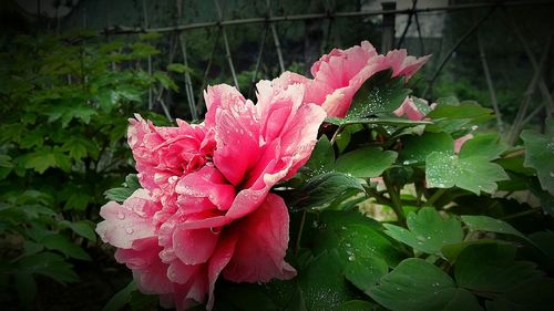 Close-up of pink flower