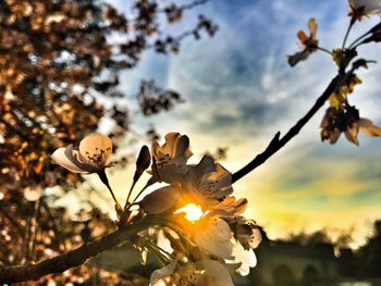 Close-up of tree branch against sky