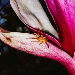 Close-up of pink flower