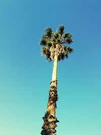 Low angle view of palm tree against clear blue sky