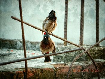 Bird perching on wall