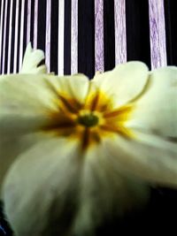 Close-up of white flowers