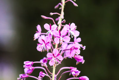 Close-up of pink flowering plant