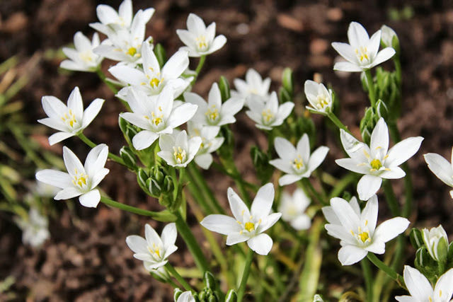 flower, petal, white color, freshness, fragility, growth, flower head, beauty in nature, blooming, focus on foreground, nature, close-up, plant, white, field, in bloom, pollen, daisy, park - man made space, day