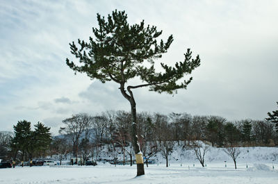 Trees on snow covered landscape against sky