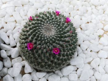 High angle view of cactus flowers