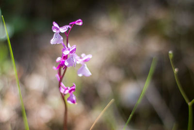 Close-up of pink flowering plant