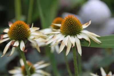 Close-up of flowering plant