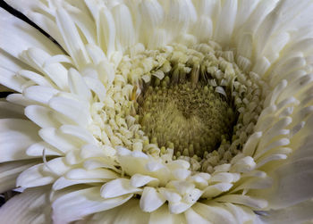 Close-up of white flower