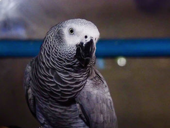 Close-up of a bird