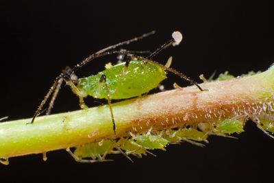 Close-up of insect on leaf