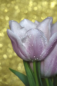 Close-up of water drops on purple flower