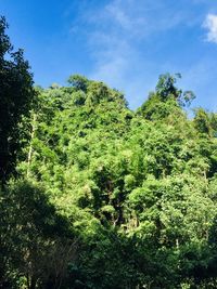 Low angle view of trees in forest against sky