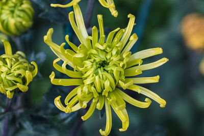 Close-up of yellow flowering plant