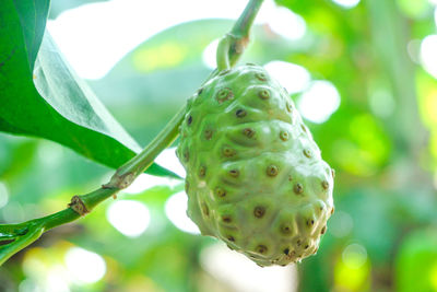 Close-up of fruit growing on tree