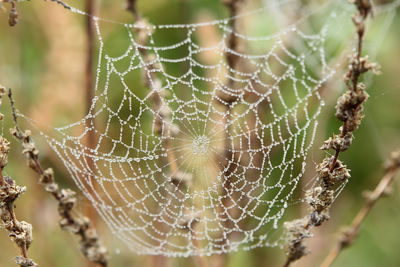 Close-up of wet spider web