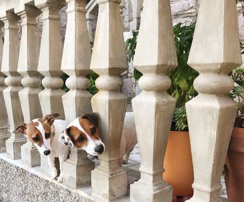 Dogs looking away amidst railing