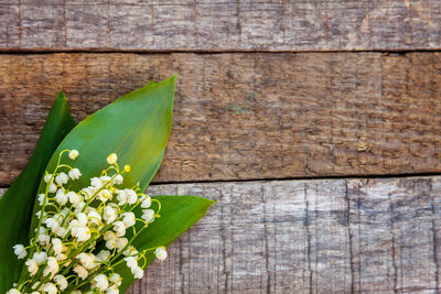 Close-up of flowering plant on table against wall