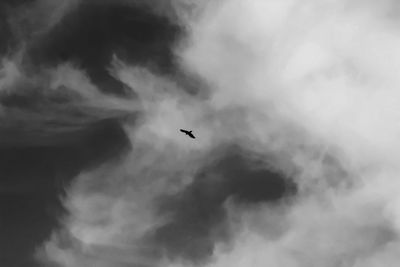 Low angle view of bird flying in sky