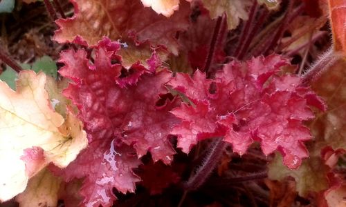 Close-up of pink flowers