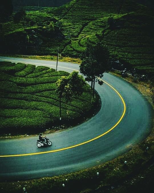 plant, green, tree, nature, road, aerial photography, high angle view, transportation, growth, land, sports, curve, no people, landscape, environment, beauty in nature, outdoors, scenics - nature, day, field, rural scene, tranquility, race track, grass, reflection