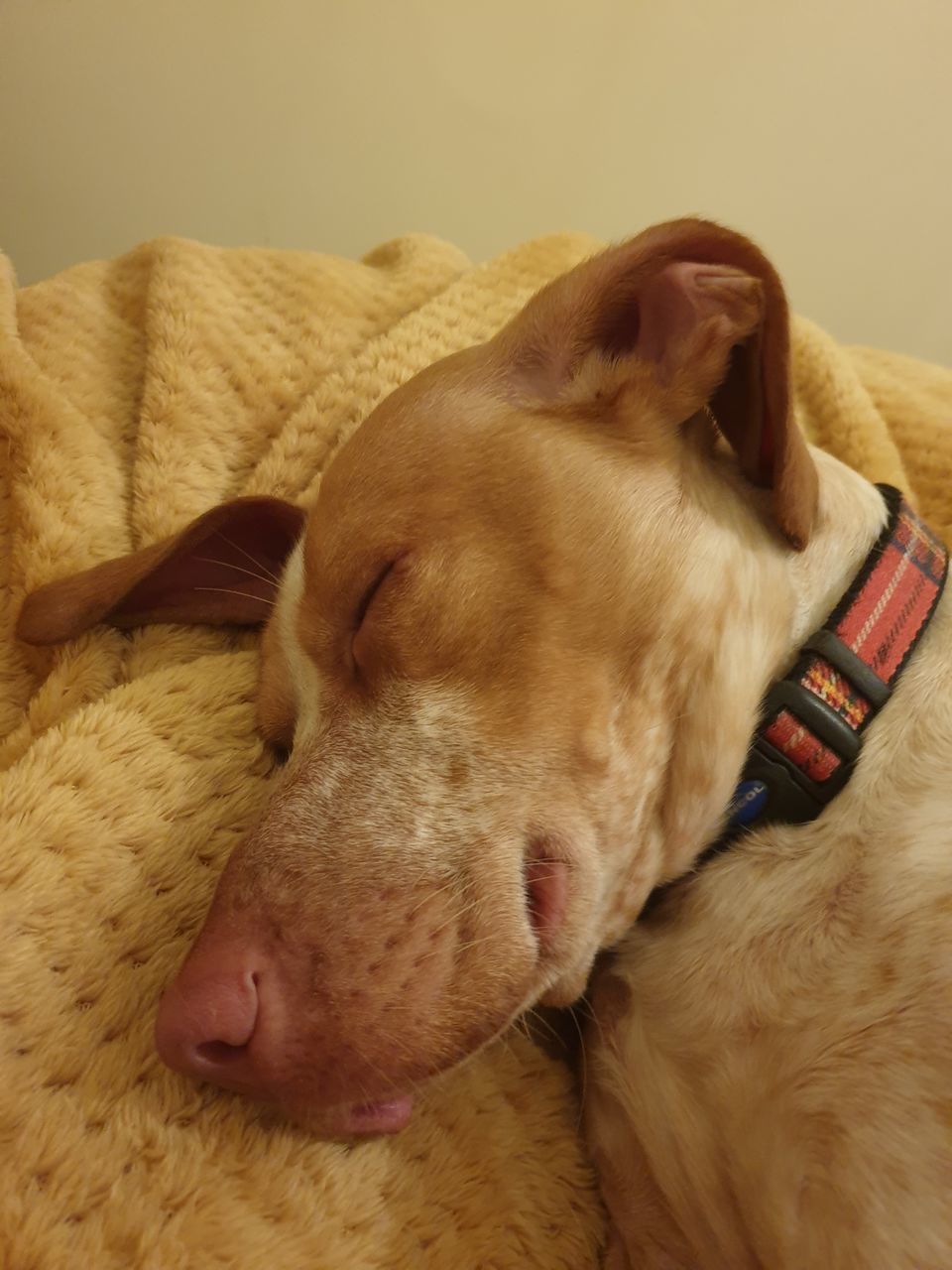 CLOSE-UP OF DOG SLEEPING IN THE BED