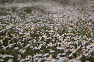 Close-up of daisies field