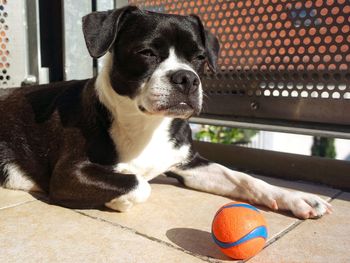 Portrait of dog with ball on floor