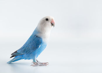 Close-up of a bird against white background