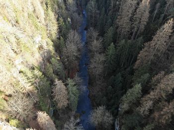 High angle view of pine trees in forest